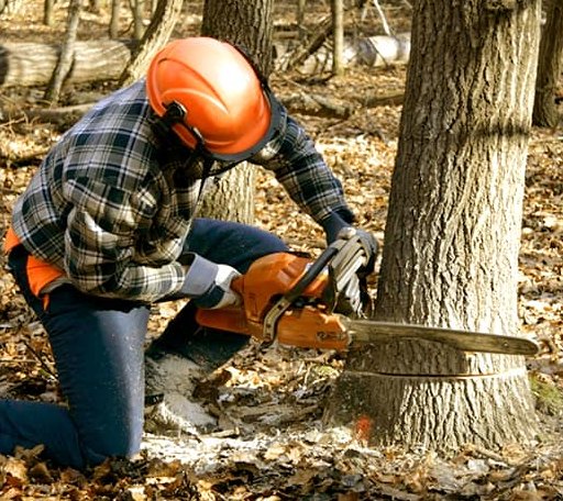 Tree Removal in Abell, MD